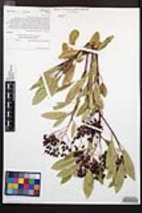 Heteromeles arbutifolia image