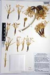 Agave sobria subsp. frailensis image