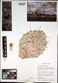 Opuntia phaeacantha image