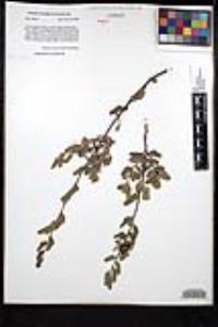 Rhamnus crocea image