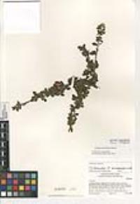 Cotoneaster integrifolius image