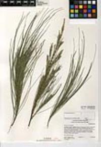 Casuarina equisetifolia image