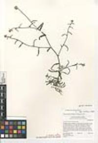 Cryptantha nevadensis image