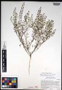 Lepidium densiflorum image