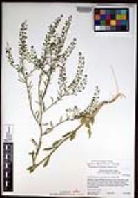 Lepidium densiflorum image