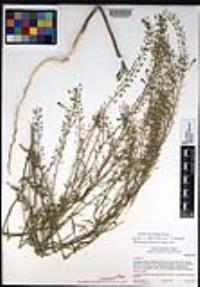 Lepidium densiflorum image