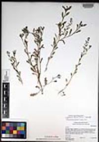 Lepidium densiflorum image