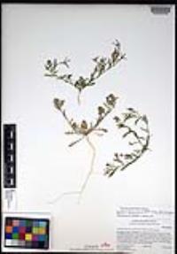 Lepidium lasiocarpum image