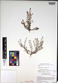 Lepidium virginicum var. robinsonii image