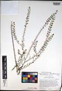 Lepidium virginicum subsp. menziesii image