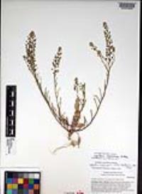 Lepidium ramosissimum image