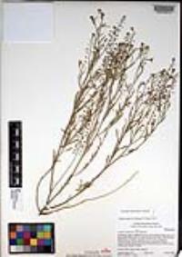 Lepidium virginicum subsp. virginicum image