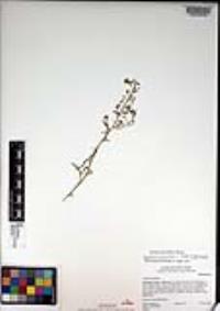 Lepidium virginicum subsp. virginicum image