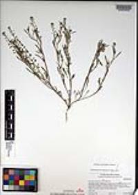 Lepidium virginicum subsp. virginicum image