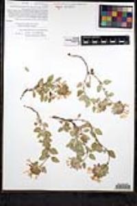 Monardella nana subsp. leptosiphon image