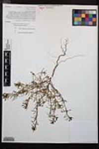Camissonia strigulosa image