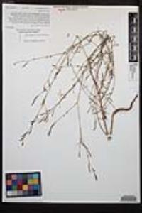 Epilobium brachycarpum image