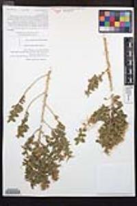 Epilobium canum subsp. garrettii image