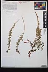 Epilobium canum image