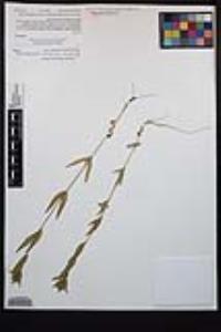 Epilobium densiflorum image