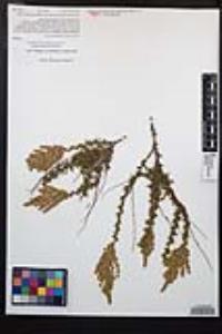 Adenostoma fasciculatum image