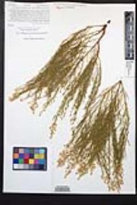 Adenostoma sparsifolium image