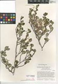 Cercocarpus montanus image
