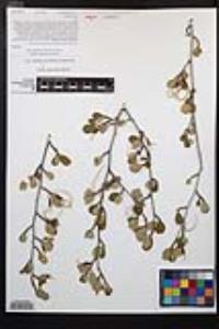 Cercocarpus montanus image