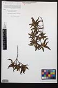 Chamaebatia australis image
