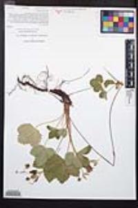 Fragaria vesca image
