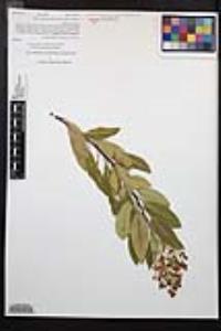 Heteromeles arbutifolia image
