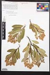 Heteromeles arbutifolia image