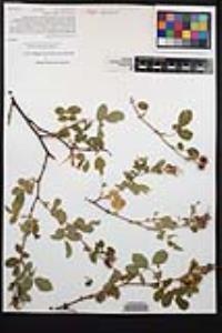 Rosa californica image