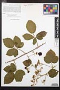 Rubus armeniacus image