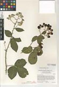 Rubus armeniacus image