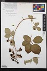 Rubus armeniacus image