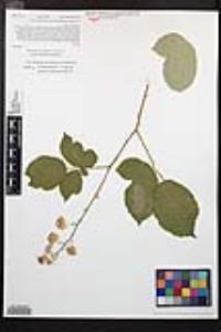 Rubus armeniacus image