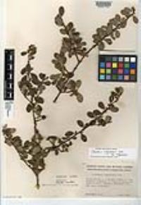 Ceanothus megacarpus image