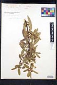 Frangula californica image