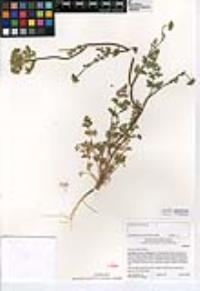 Daucus pusillus image