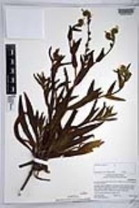 Amsinckia intermedia image