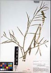 Brassica tournefortii image