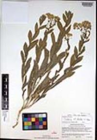 Lepidium draba image