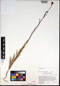 Caulanthus heterophyllus image