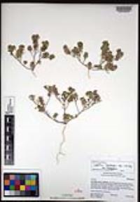 Lepidium lasiocarpum image