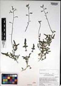 Lyrocarpa coulteri image