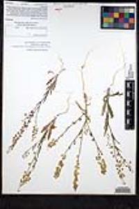 Thysanocarpus curvipes subsp. eradiatus image
