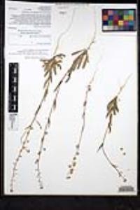 Thysanocarpus curvipes subsp. elegans image