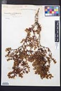 Larrea tridentata image