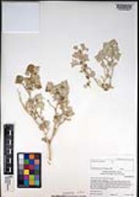 Atriplex hymenelytra image